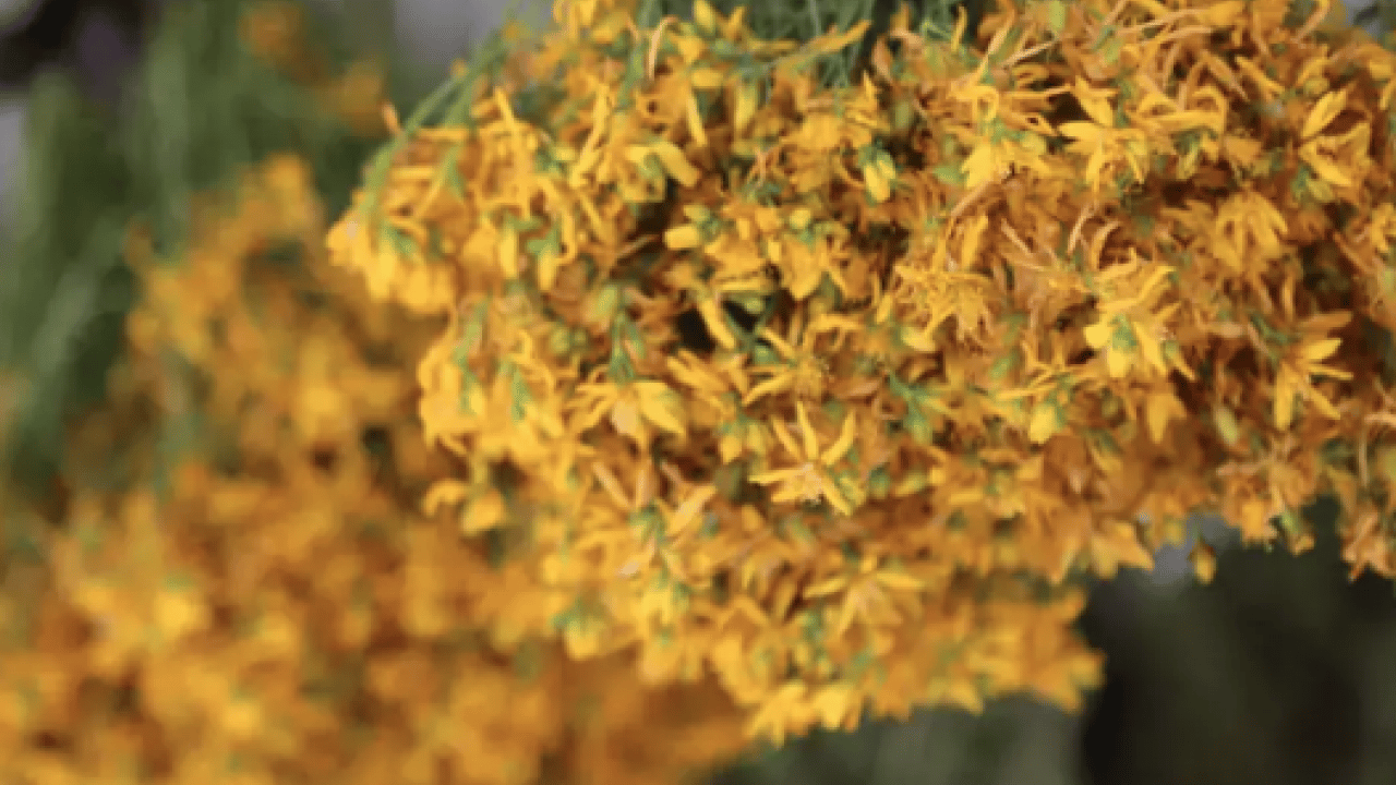 Foto - Gevşeme, cildi parlatma ve daha neler neler: Sarı Kantaron Çayının Mucizevi Faydaları