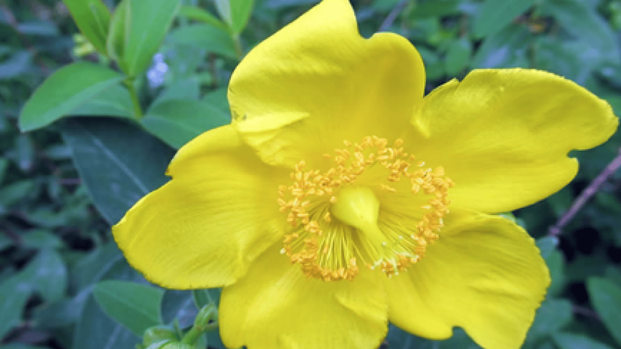 Gevşeme, cildi parlatma ve daha neler neler: Sarı Kantaron Çayının Mucizevi Faydaları