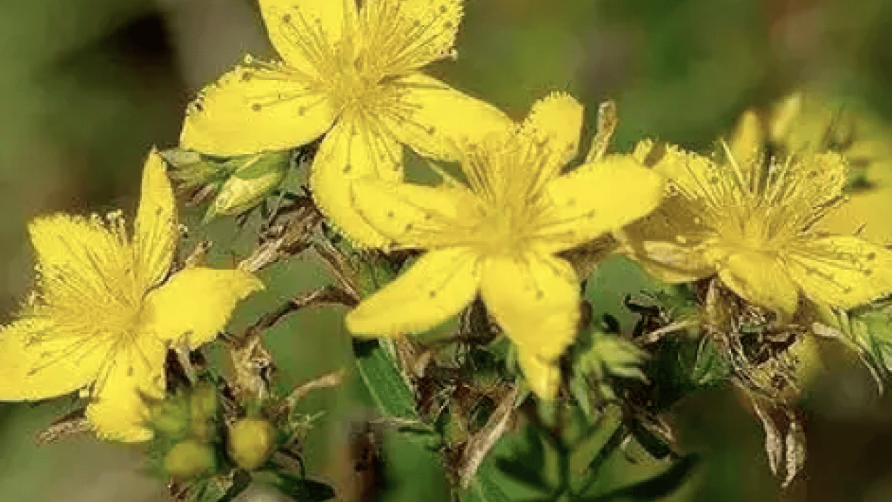 Foto - Gevşeme, cildi parlatma ve daha neler neler: Sarı Kantaron Çayının Mucizevi Faydaları