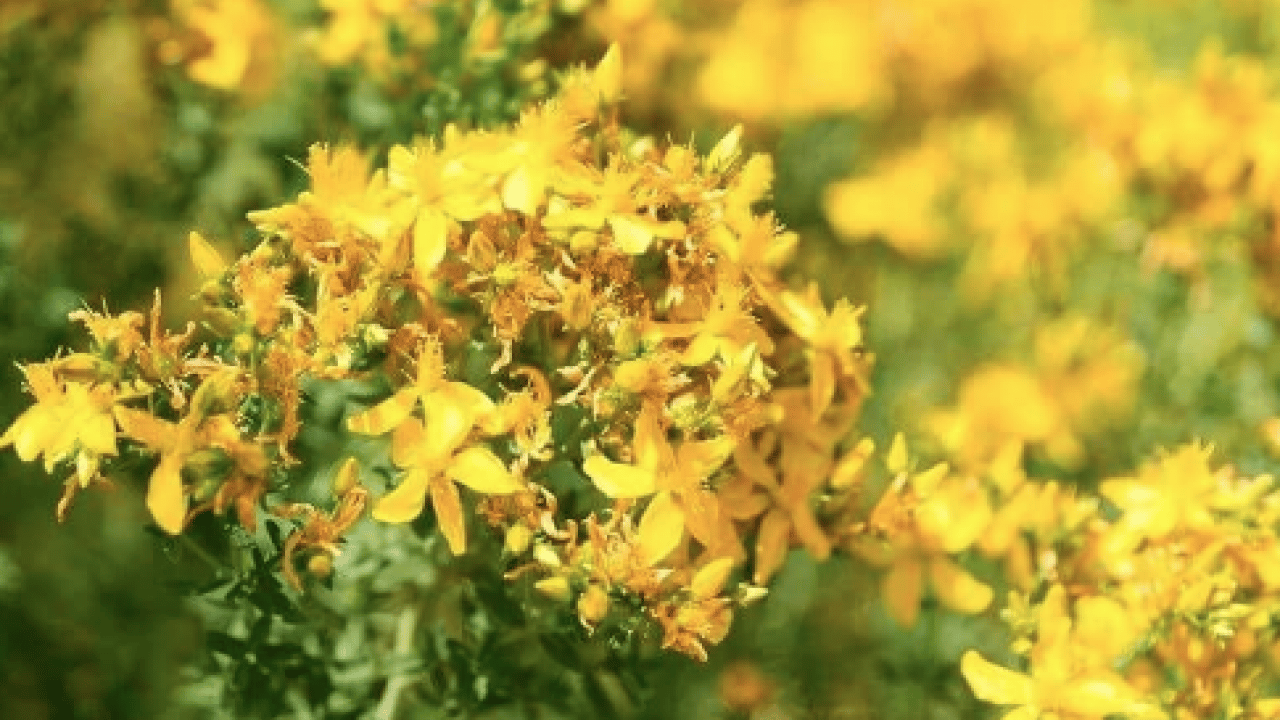 Foto - Gevşeme, cildi parlatma ve daha neler neler: Sarı Kantaron Çayının Mucizevi Faydaları
