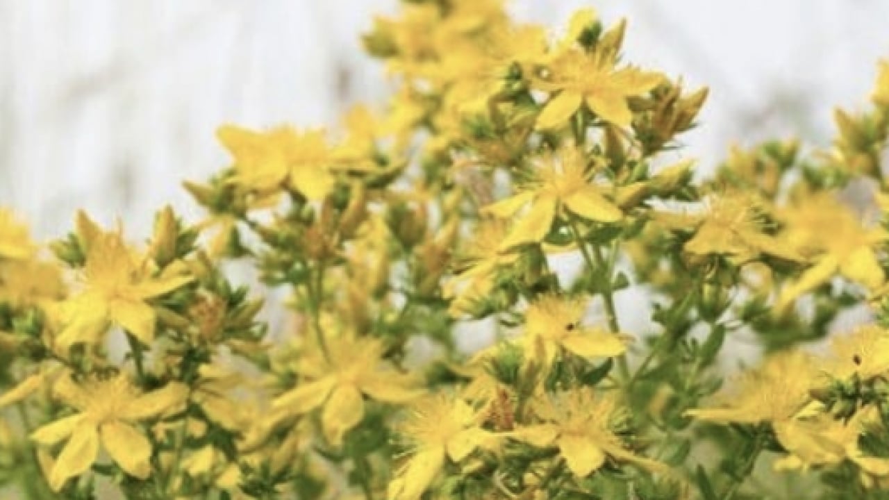 Foto - Gevşeme, cildi parlatma ve daha neler neler: Sarı Kantaron Çayının Mucizevi Faydaları