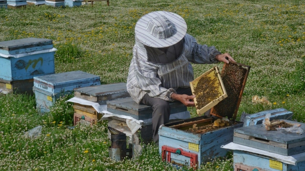Foto - Gezgin arıcılar Muş Ovası'nda Dere tepe dolaşıp bal topluyorlar