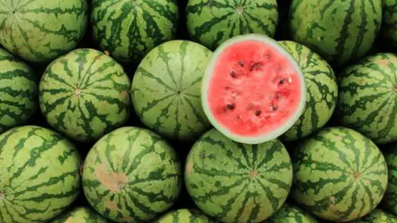 Foto - Gıda mühendisinden uyarı! Karpuz yerken sağlığınızdan olmayın!
