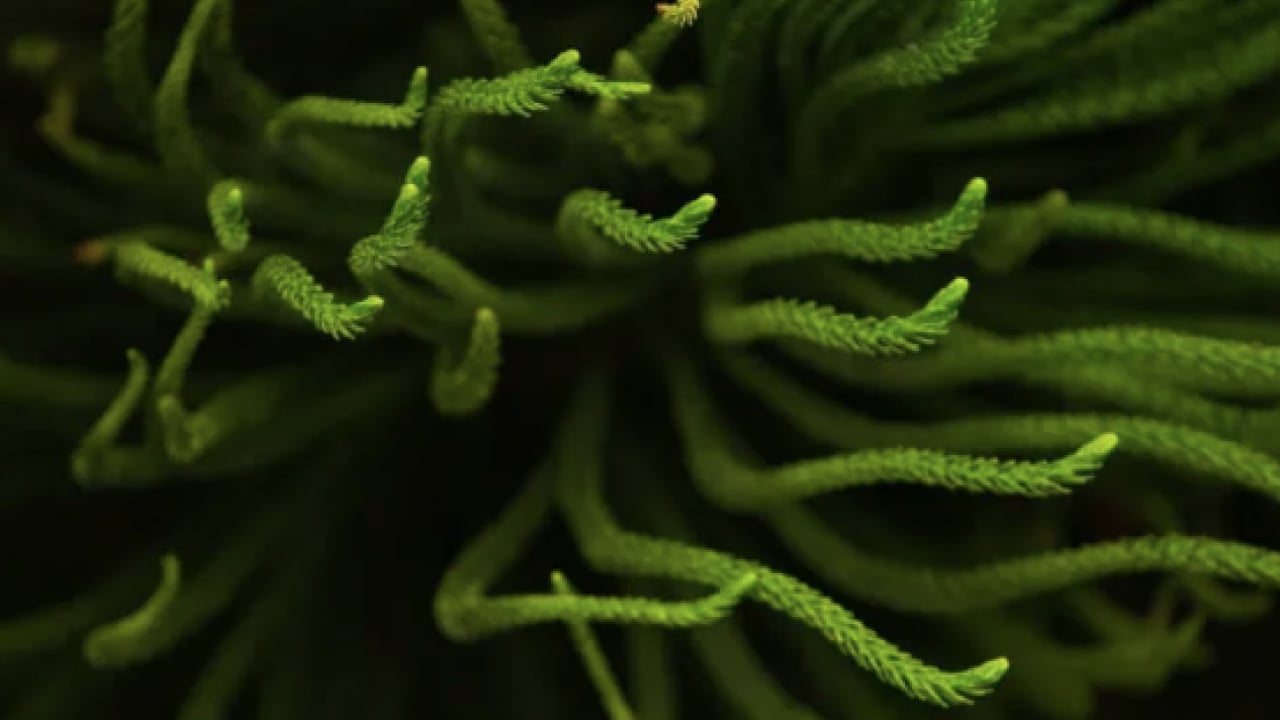 Foto - Gıda ve ekosistem üzerinde risk oluşturuyor! Deniz yaşamı çok şaşırtacak olaylara gebe!