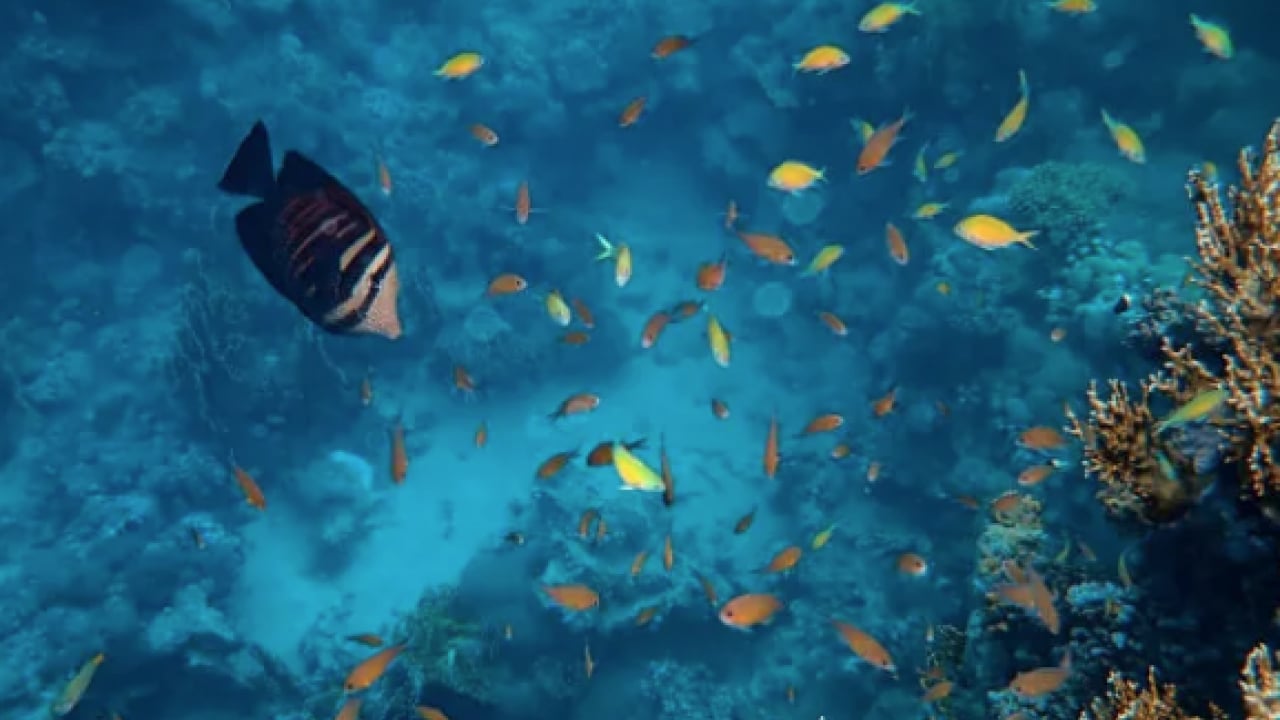 Foto - Gıda ve ekosistem üzerinde risk oluşturuyor! Deniz yaşamı çok şaşırtacak olaylara gebe!