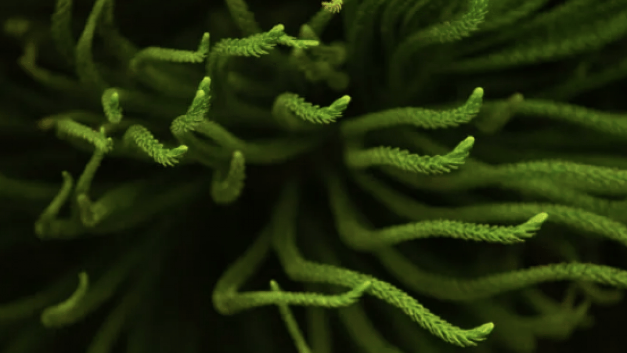 Foto - Gıda ve ekosistem üzerinde risk oluşturuyor! Deniz yaşamı çok şaşırtacak olaylara gebe!