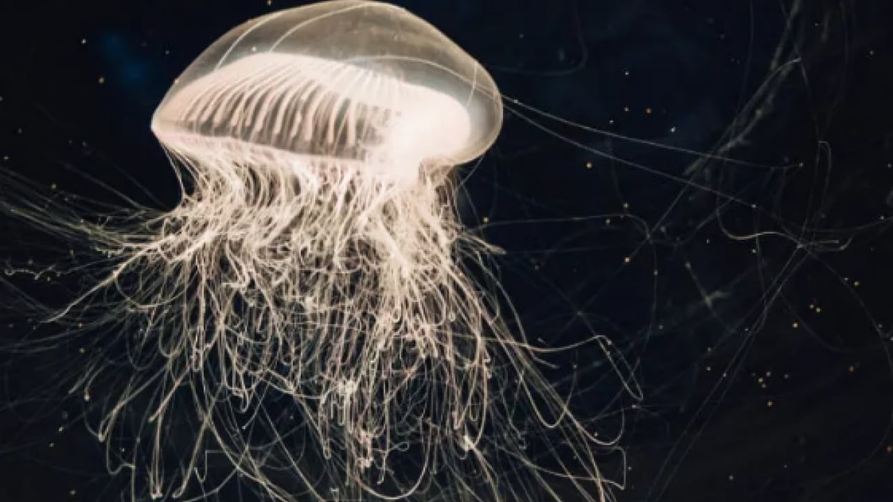 Foto - Gıda ve ekosistem üzerinde risk oluşturuyor! Deniz yaşamı çok şaşırtacak olaylara gebe!