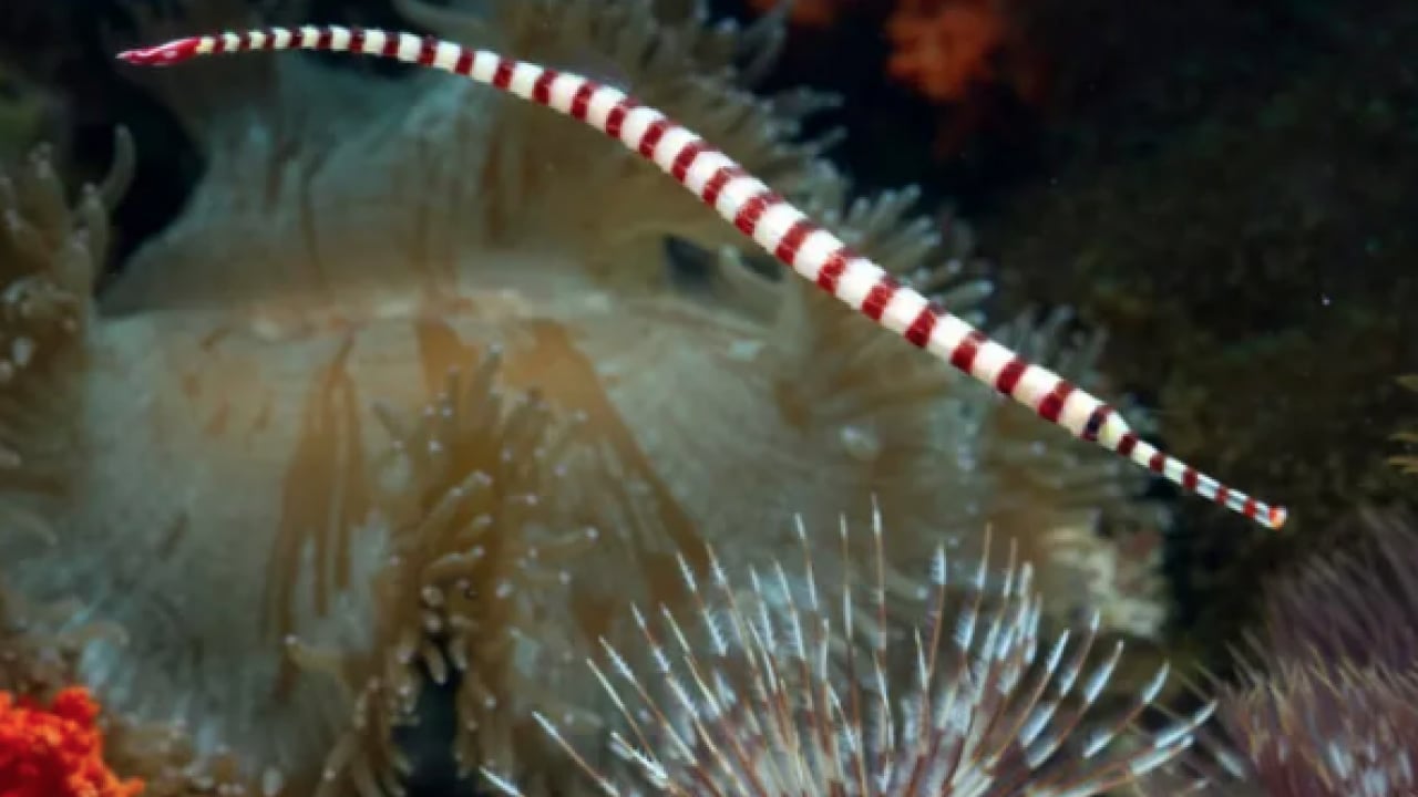 Foto - Gıda ve ekosistem üzerinde risk oluşturuyor! Deniz yaşamı çok şaşırtacak olaylara gebe!