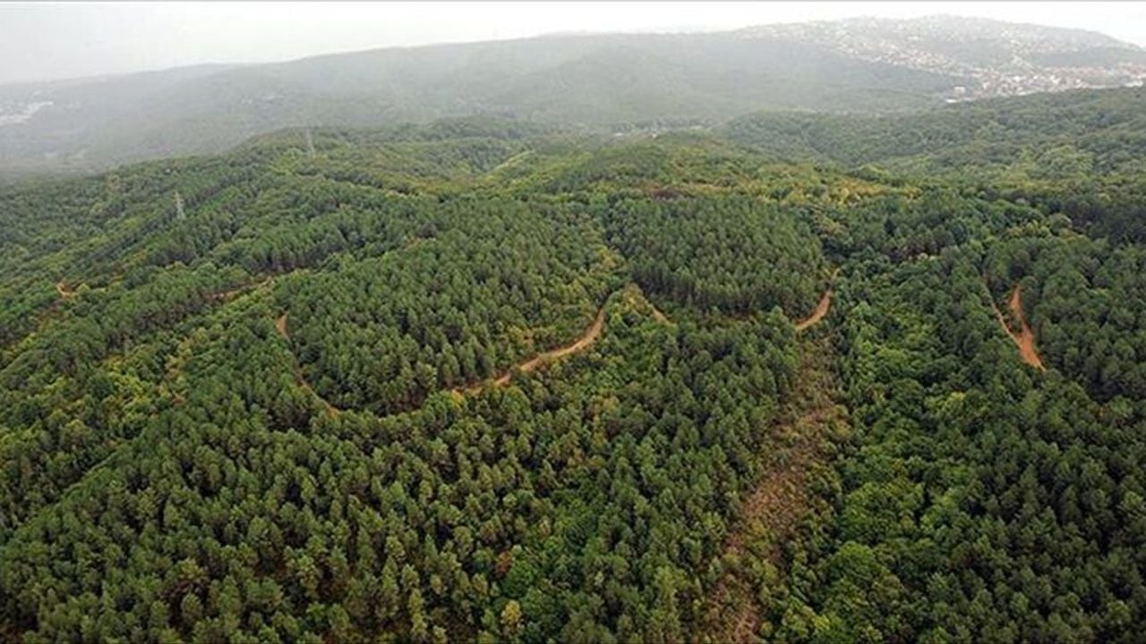 Foto - Gidip kapıdan geri dönebilirsiniz! Ormanlık alanlara girişler yasaklandı