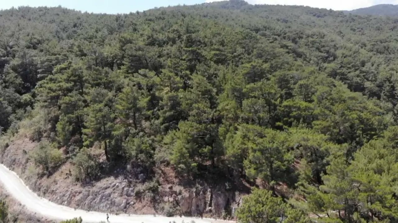 Gidip kapıdan geri dönebilirsiniz! Ormanlık alanlara girişler yasaklandı