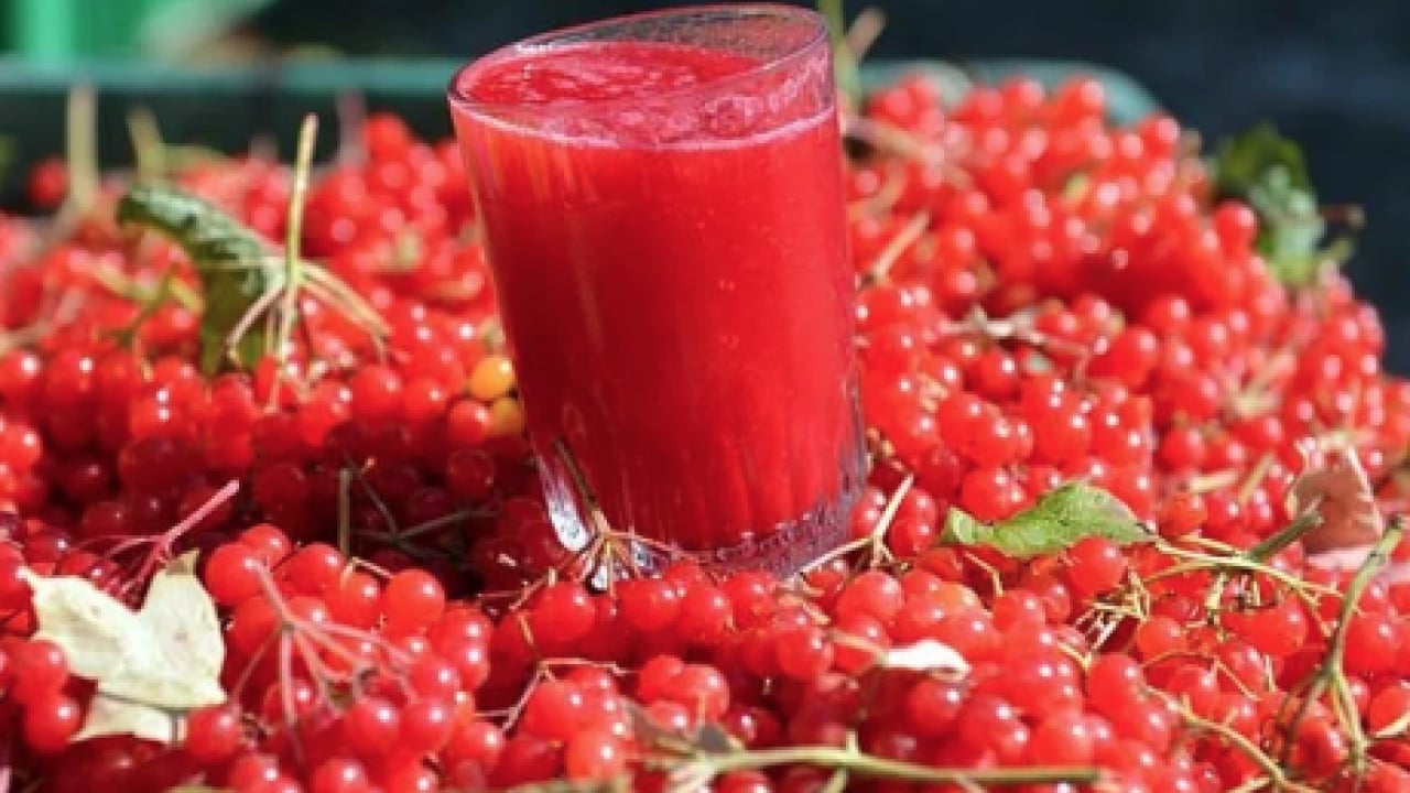 Foto - Gilaburu meyvesi ne ise yarar? Böbrek taşına yararı şaşırttı...