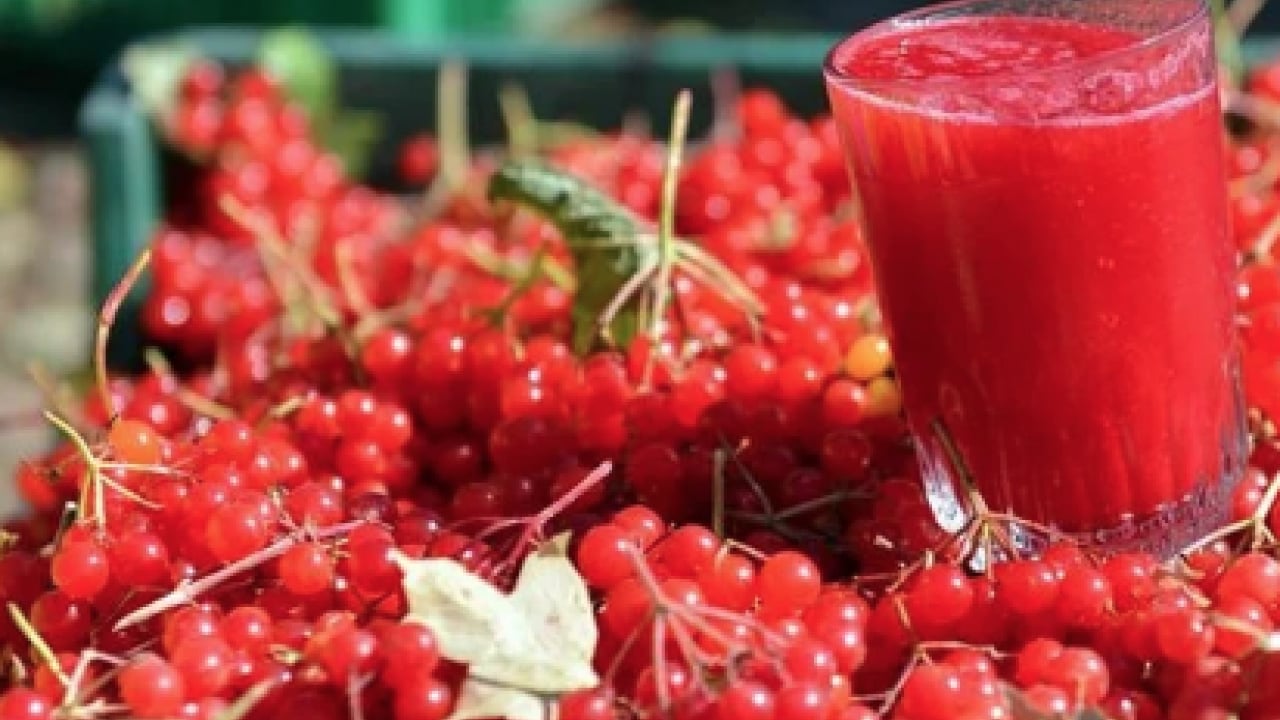 Foto - Gilaburu meyvesi ne ise yarar? Böbrek taşına yararı şaşırttı...