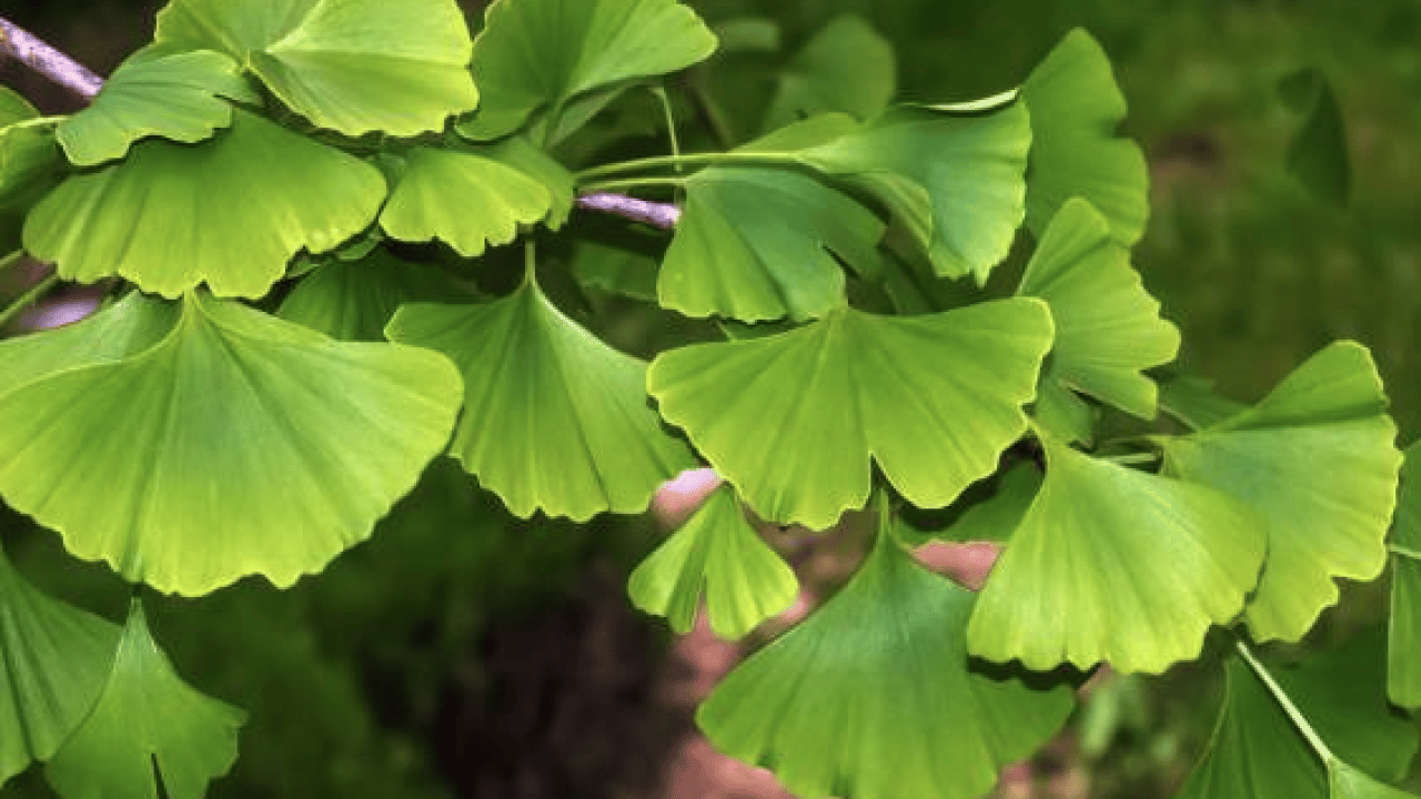 Foto - Ginkgo biloba, ginseng ve propolis... İşte dikkat dağınıklığı için kullanılabilecek bitkisel ürünler!