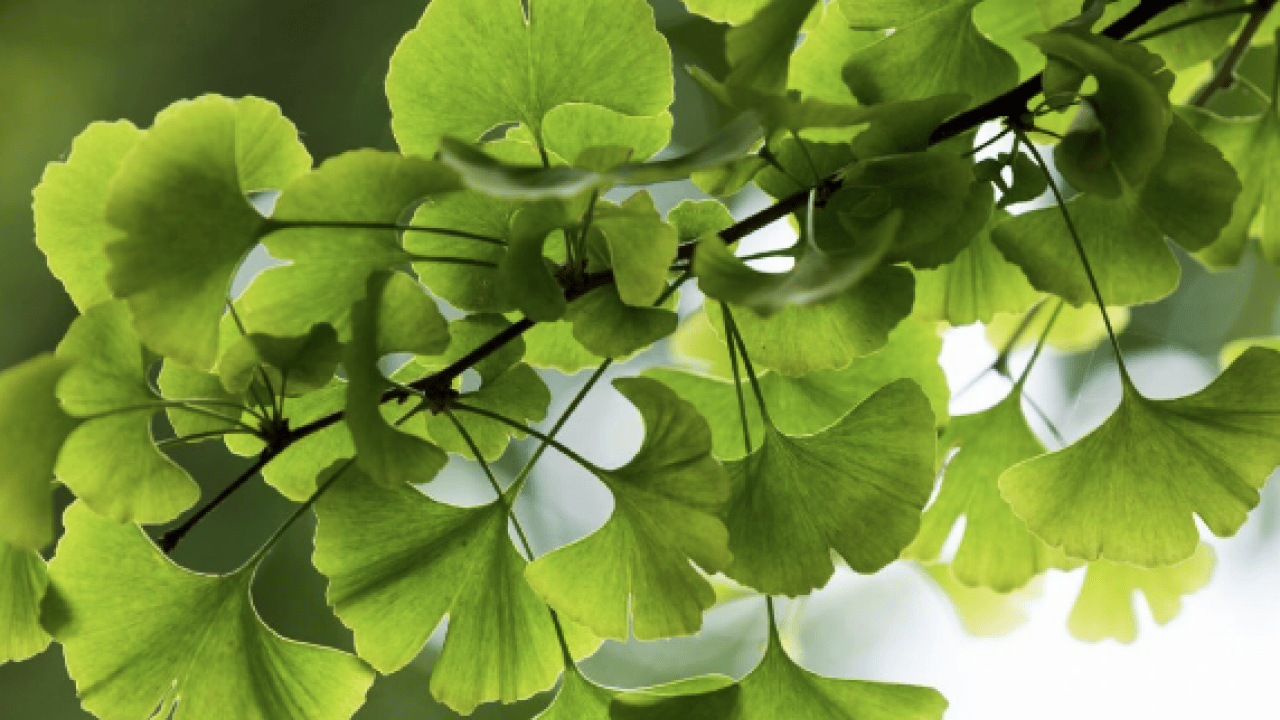 Foto - Ginkgo biloba, ginseng ve propolis... İşte dikkat dağınıklığı için kullanılabilecek bitkisel ürünler!