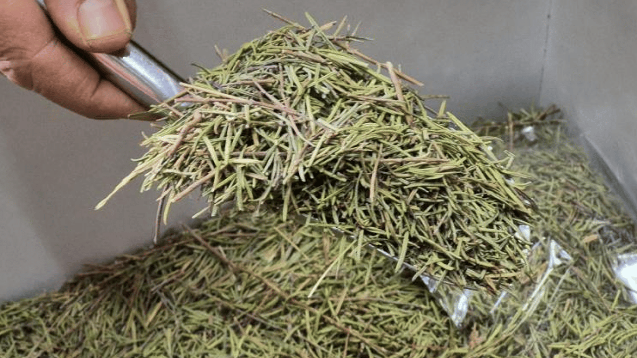 Foto - Ginkgo biloba, ginseng ve propolis... İşte dikkat dağınıklığı için kullanılabilecek bitkisel ürünler!