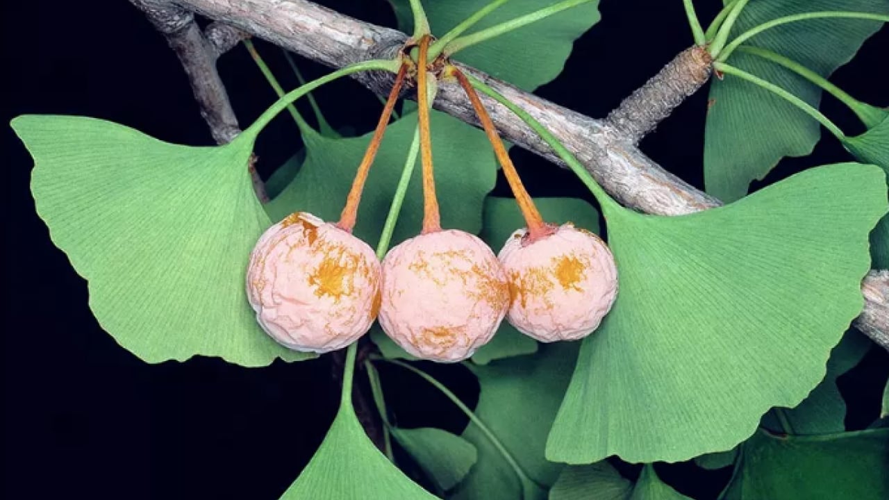 Ginkgo biloba, ginseng ve propolis... İşte dikkat dağınıklığı için kullanılabilecek bitkisel ürünler!