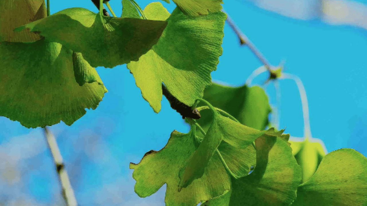 Foto - Ginkgo biloba, ginseng ve propolis... İşte dikkat dağınıklığı için kullanılabilecek bitkisel ürünler!
