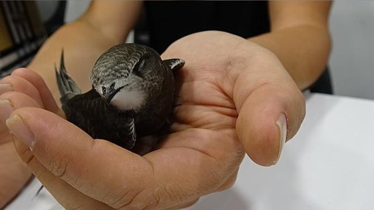 Foto - Girdiği an çok kolay kendini öldürüyor: Bu kuş özgürlüğüne öyle düşkün ki! İşte merak edilenler