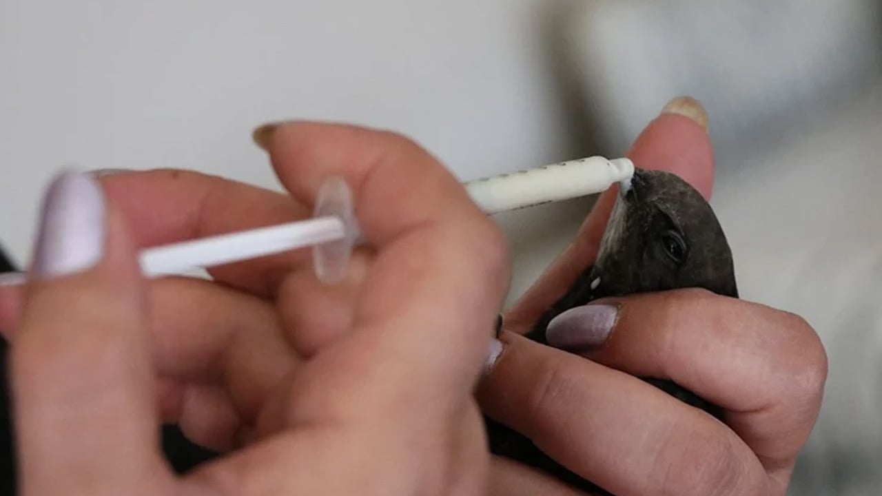 Foto - Girdiği an çok kolay kendini öldürüyor: Bu kuş özgürlüğüne öyle düşkün ki! İşte merak edilenler