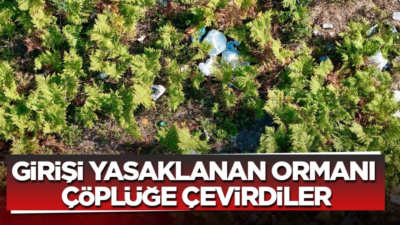 Girişi yasaklanan ormanı çöplüğe çevirdiler