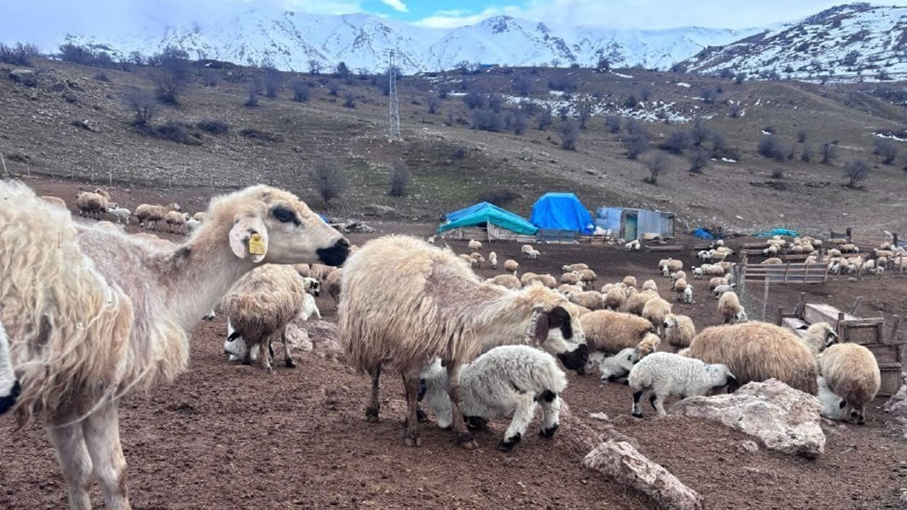 Foto - Gizemli hastalık Erzincan’ı korkuttu: Bir anda düşüp ölüyorlar!