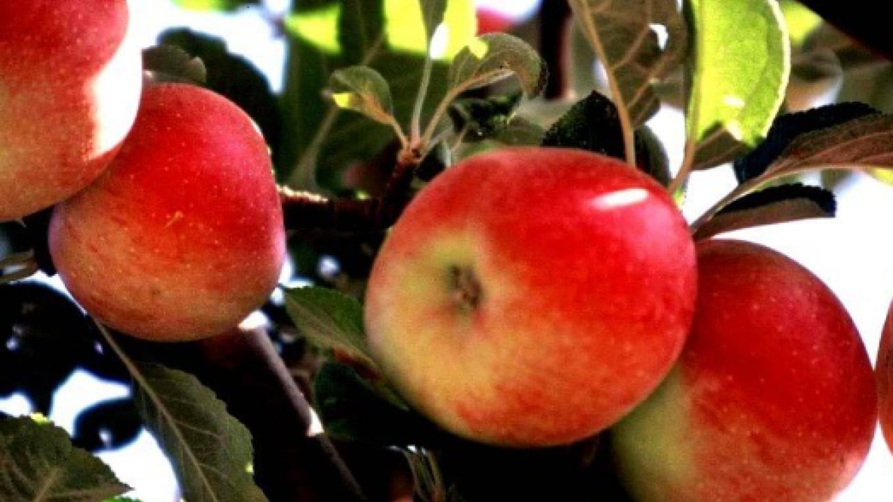 Foto - Gizli işarete dikkat: İyi elma nasıl anlaşılır?