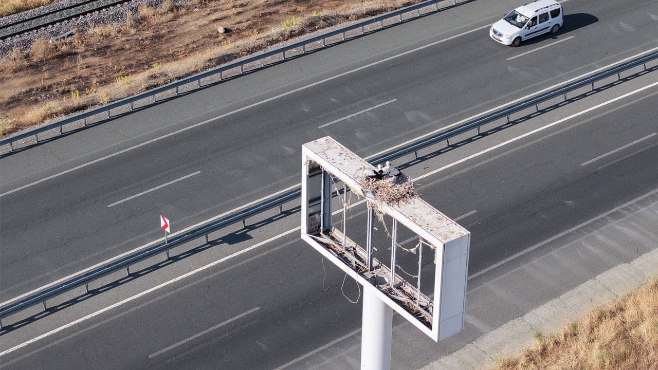 Foto - Göç vakti yaklaşıyor! Leylekler zorlu yolculuğa hazırlanıyor