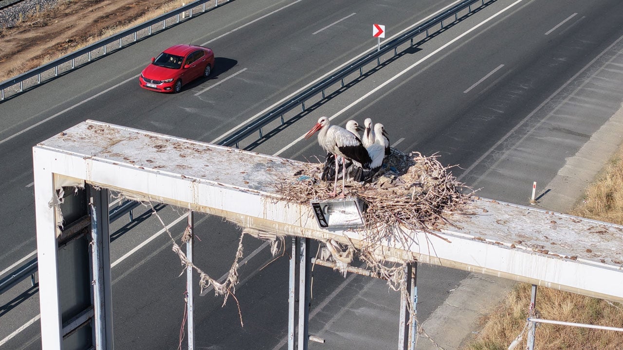 Foto - Göç vakti yaklaşıyor! Leylekler zorlu yolculuğa hazırlanıyor