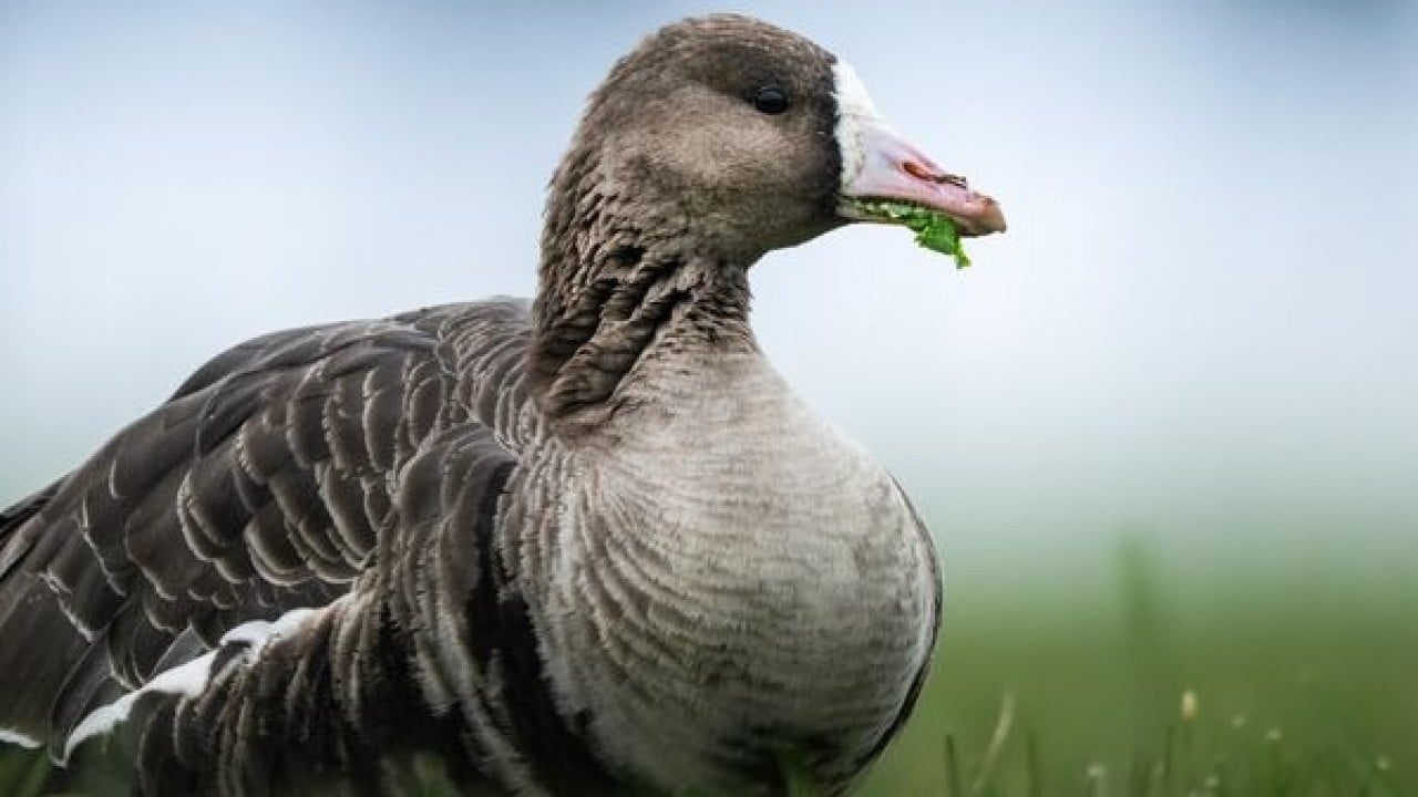 Foto - Göç yolunda şaşırtan durak: Sakarca kazlarından İstanbul molası