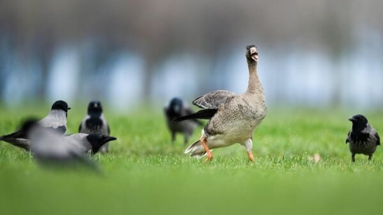 Göç yolunda şaşırtan durak: Sakarca kazlarından İstanbul molası