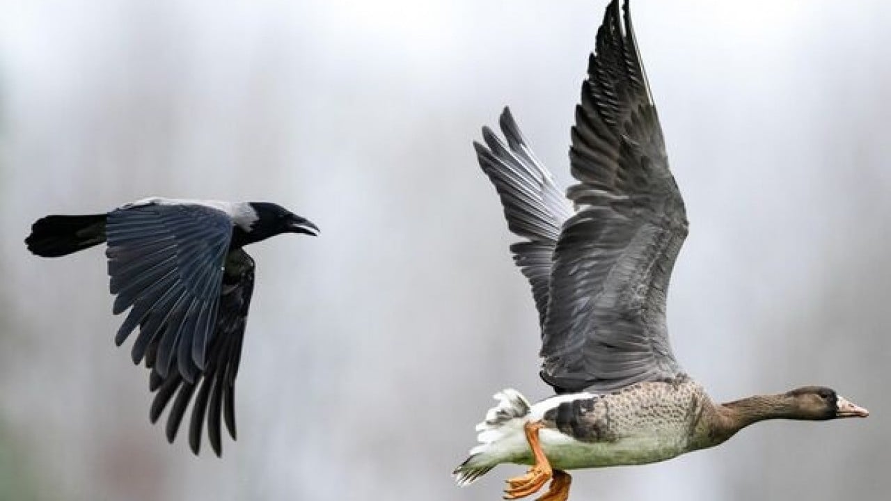 Foto - Göç yolunda şaşırtan durak: Sakarca kazlarından İstanbul molası