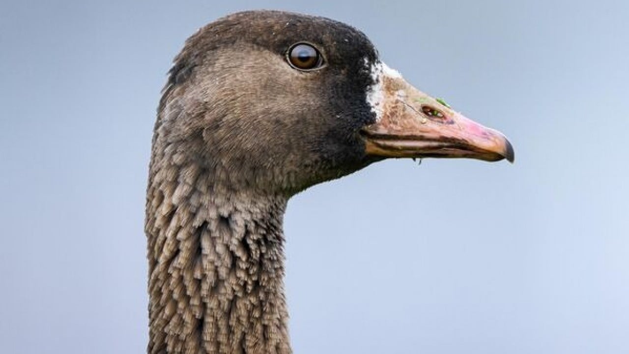 Foto - Göç yolunda şaşırtan durak: Sakarca kazlarından İstanbul molası