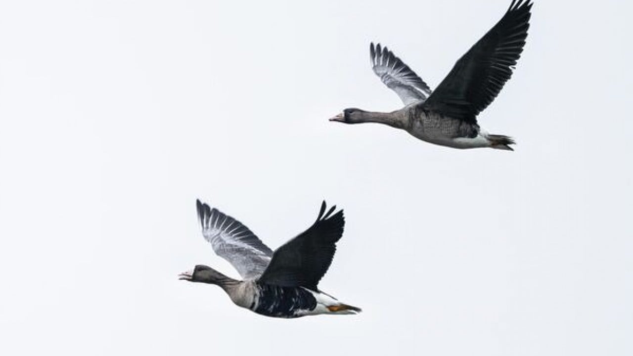 Foto - Göç yolunda şaşırtan durak: Sakarca kazlarından İstanbul molası
