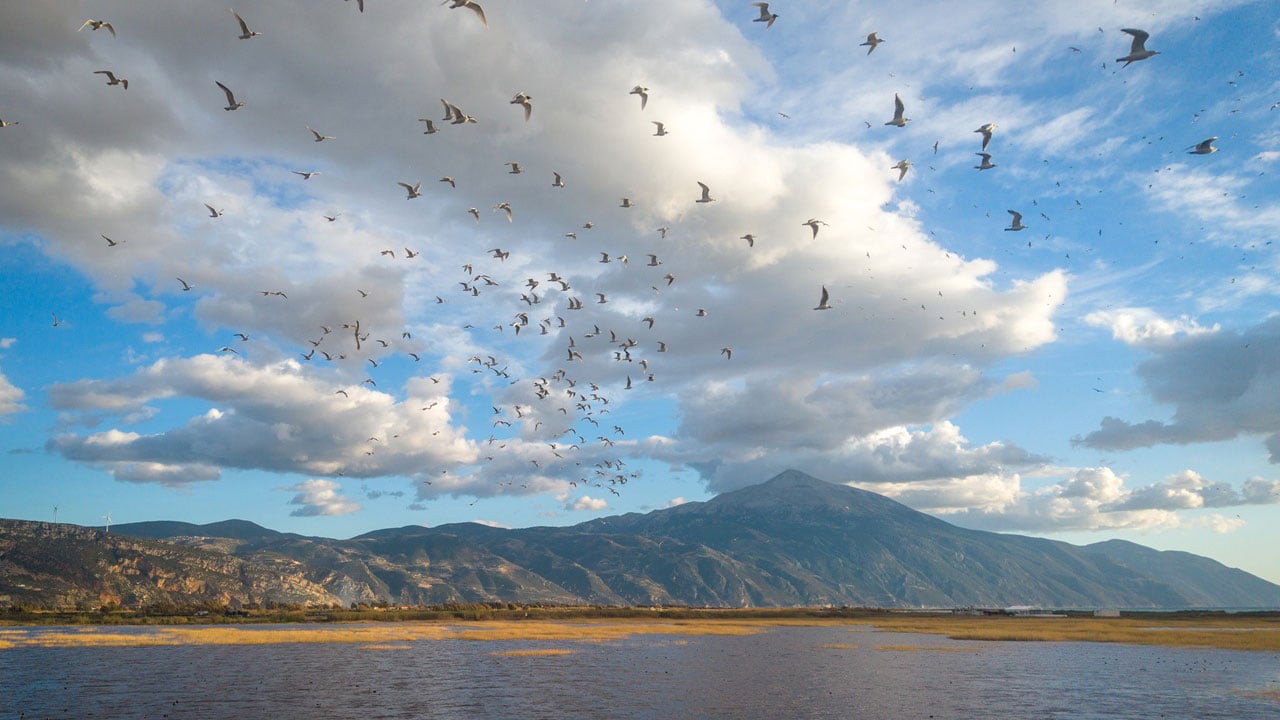 Foto - Göç yolunun gözde durağı! Milleyha Sulak Alanı kuşlarla doldu