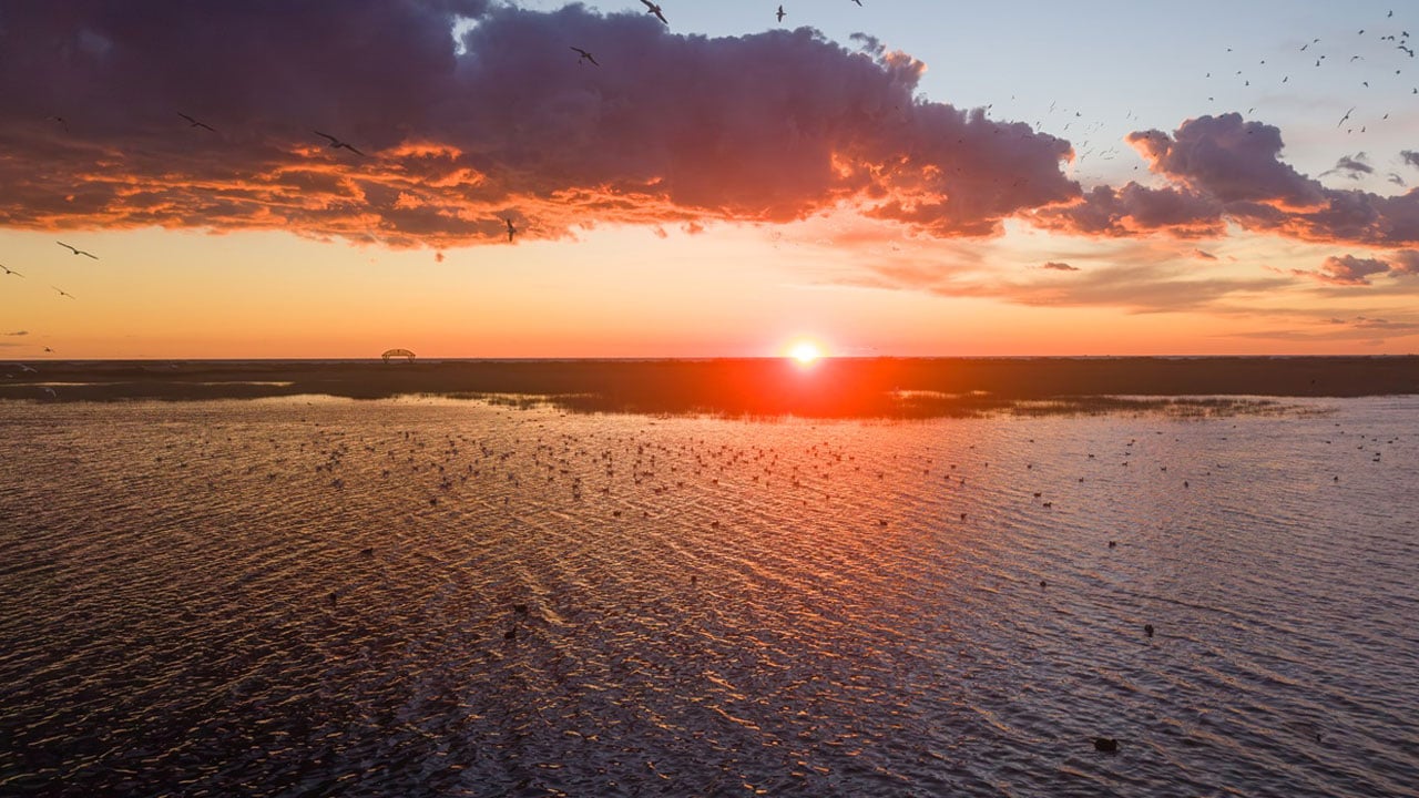 Göç yolunun gözde durağı! Milleyha Sulak Alanı kuşlarla doldu