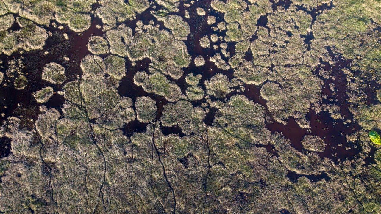 Foto - Göç yolunun gözde durağı! Milleyha Sulak Alanı kuşlarla doldu