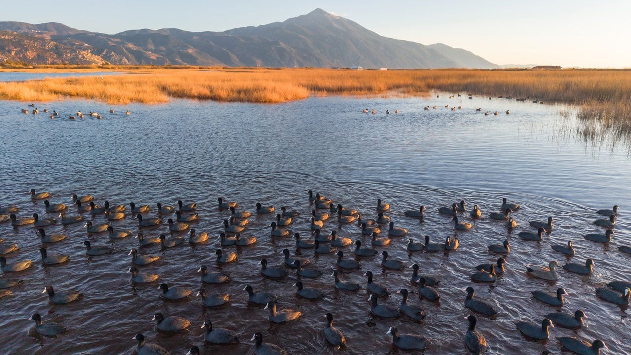 Foto - Göç yolunun gözde durağı! Milleyha Sulak Alanı kuşlarla doldu