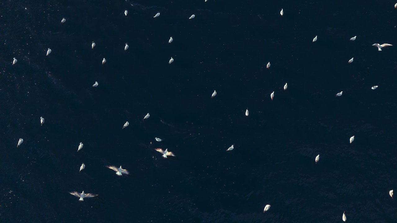 Foto - Göç yolunun gözde durağı! Milleyha Sulak Alanı kuşlarla doldu