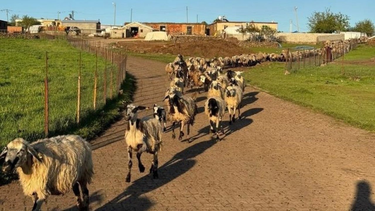 Foto - Göçerlerin zorlu yolculuğu başladı Diyarbakır'dan göçme zamanı