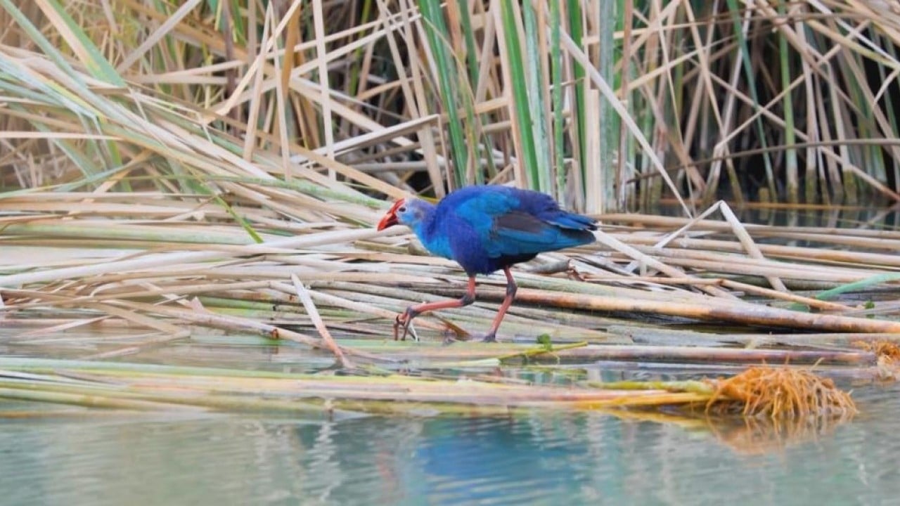 Göksu Deltası'nda Saz Horozu sürprizi
