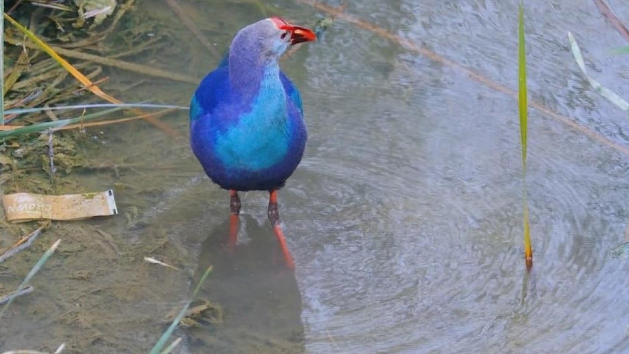 Foto - Göksu Deltası'nda Saz Horozu sürprizi