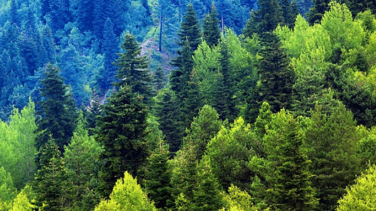 Foto - Gökyüzündeki yıldızlar mı yer yüzündeki ağaçlar mı daha fazla! Şaşırtan gerçekler