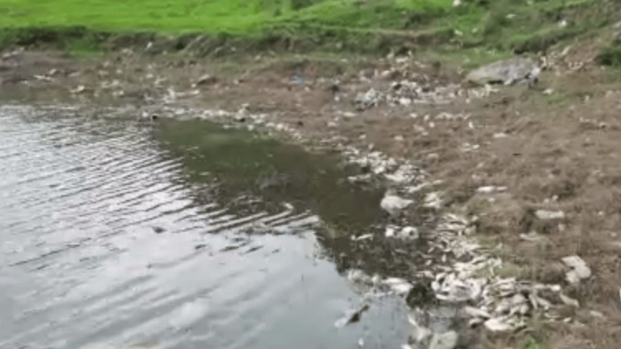 Foto - Göletteki yosun patlaması felaket getirdi: İrili ufaklı binlerce balık telef oldu