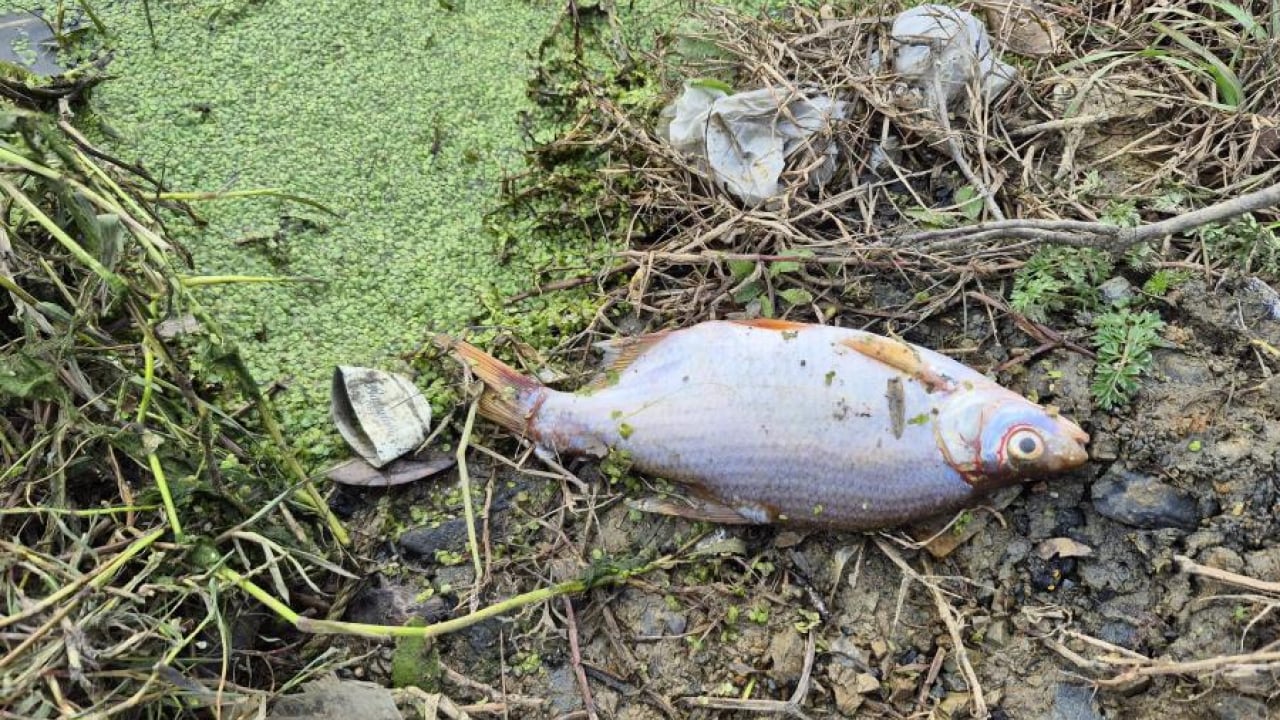 Foto - Göletteki yosun patlaması felaket getirdi: İrili ufaklı binlerce balık telef oldu