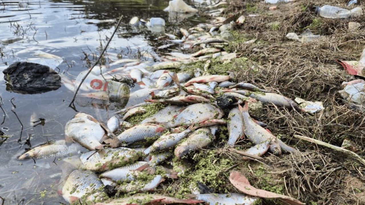 Foto - Göletteki yosun patlaması felaket getirdi: İrili ufaklı binlerce balık telef oldu