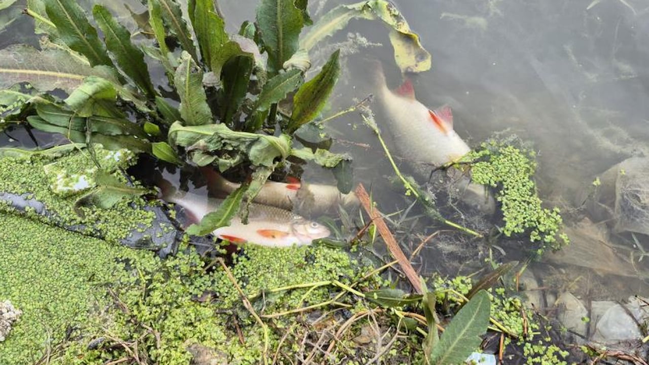Foto - Göletteki yosun patlaması felaket getirdi: İrili ufaklı binlerce balık telef oldu