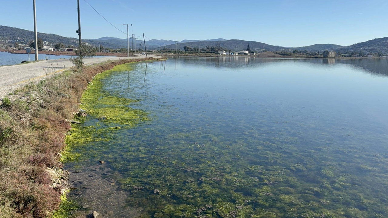 Foto - Gölün yüzeyi tamamen kaplandı! Flamingoların cenneti alarm veriyor