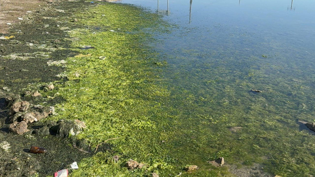 Gölün yüzeyi tamamen kaplandı! Flamingoların cenneti alarm veriyor