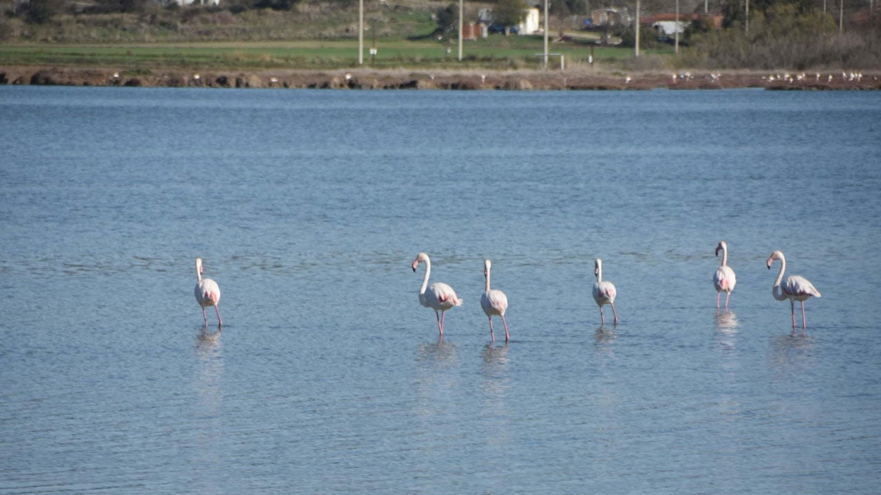 Foto - Gölün yüzeyi tamamen kaplandı! Flamingoların cenneti alarm veriyor