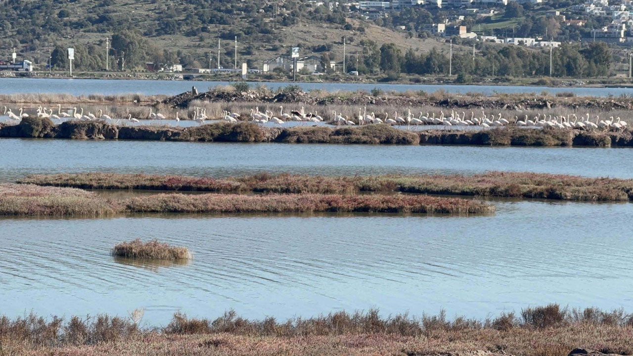 Foto - Gölün yüzeyi tamamen kaplandı! Flamingoların cenneti alarm veriyor